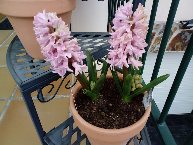 Hyacinthus spp. (Jacinto)