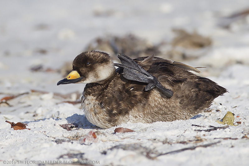 Little Estero Lagoon Spring Nesting Focusing on Wildlife