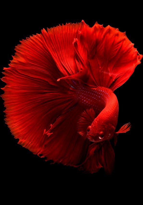 Picture of a siamese fighting fish.