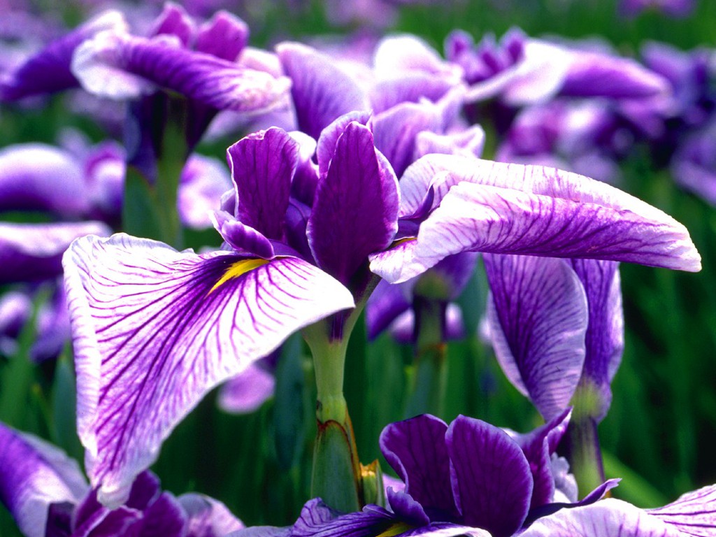 Natural Flower Wallpaper | Top HD Wallpapers