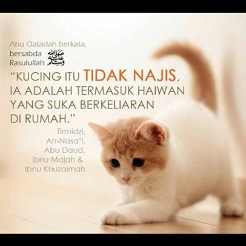 28+ Bela Kucing Murah Rezeki Aktual