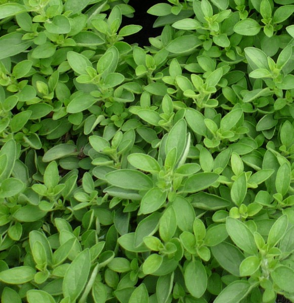 Essential Oil Profiles Marjoram