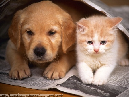 Cute kitten and puppy.