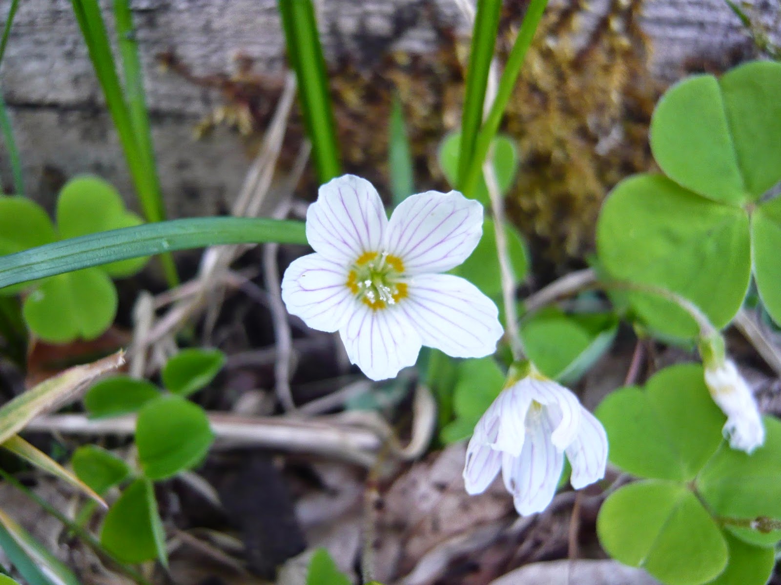 JARDINS DE SANTÉ: L'OXALIS