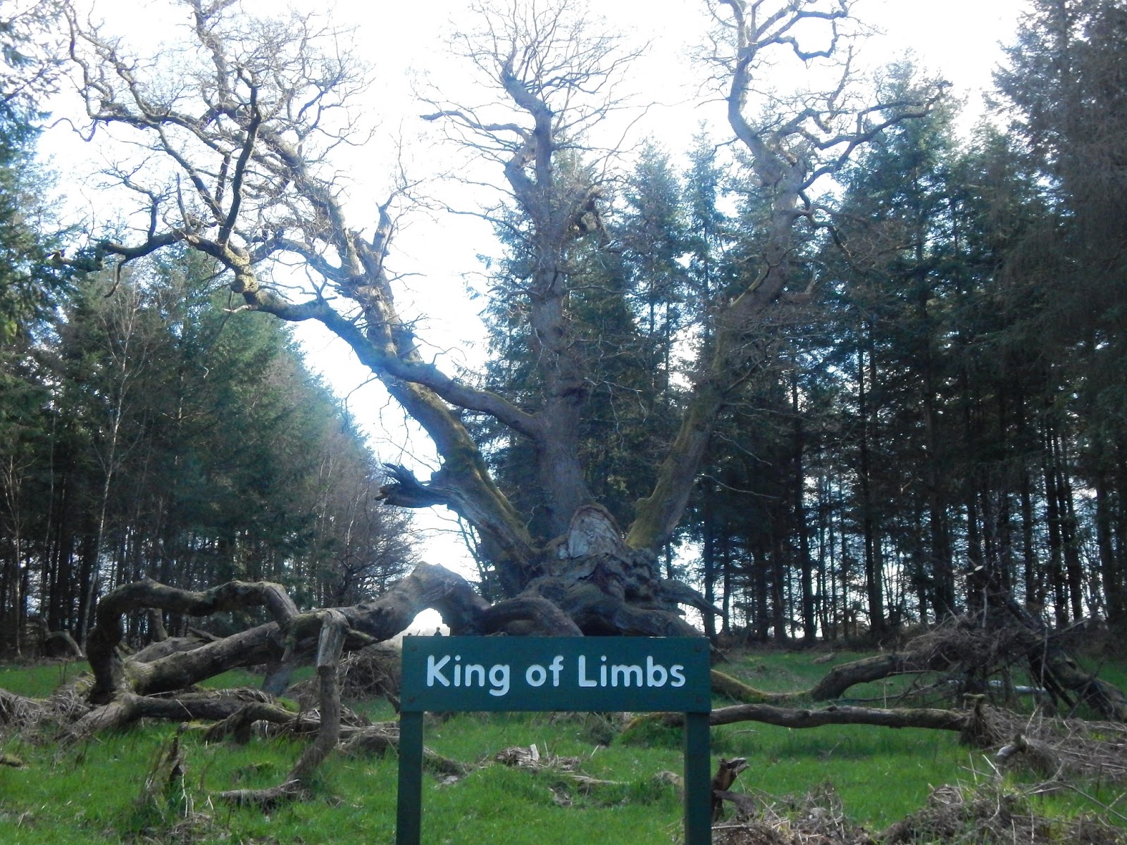The Greenman Great Trees of England 4 King of Limbs