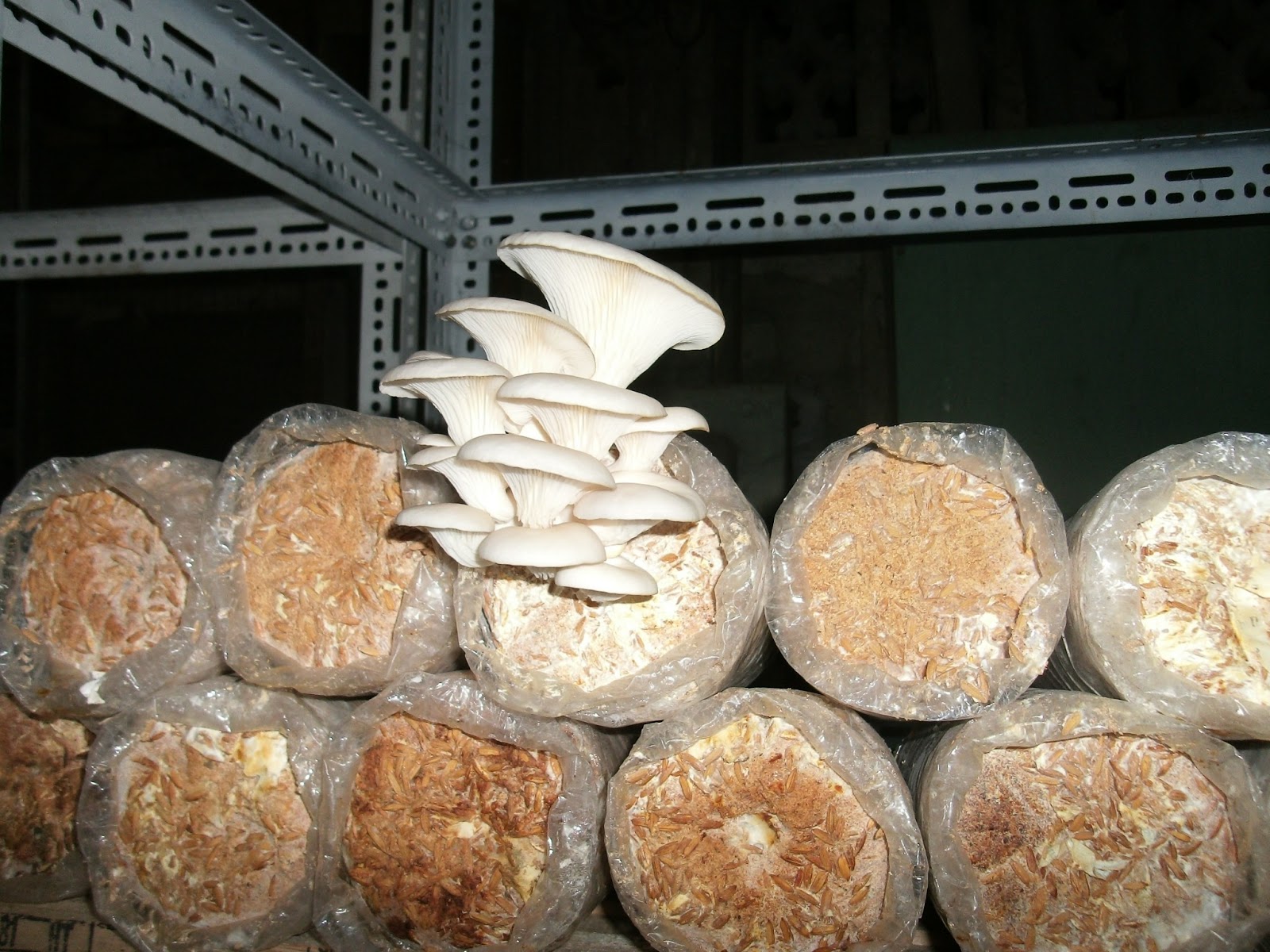 Grovil Woodcraft Philippines Inc. Blog Oyster Mushrooms Grown from