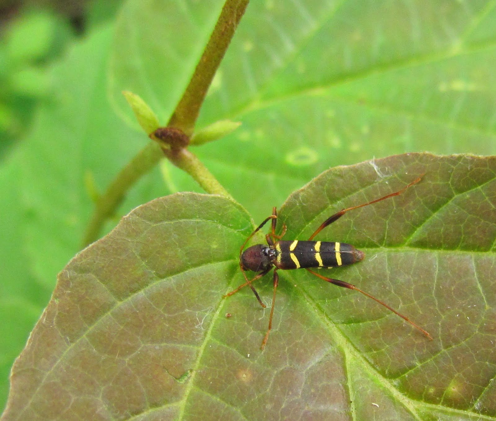 Cuckoo Wasps - Topics in Subtropics - ANR Blogs