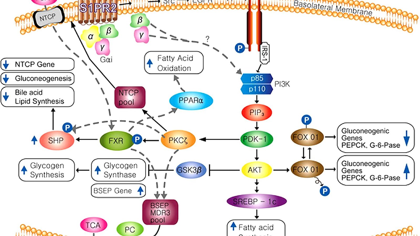 signaling transduction flaticon signaling transduction flaticon