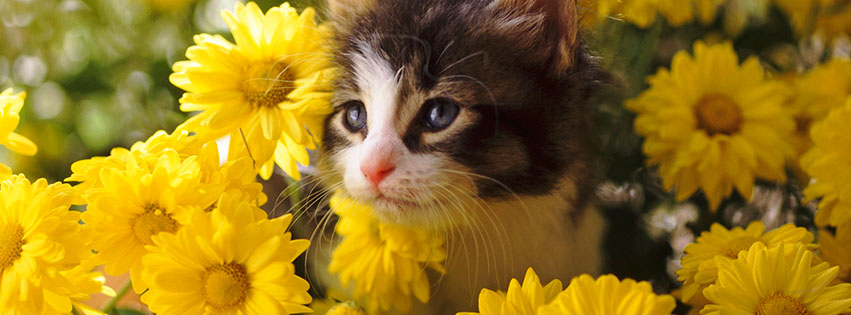 Kedi facebook kapak fotografi 32