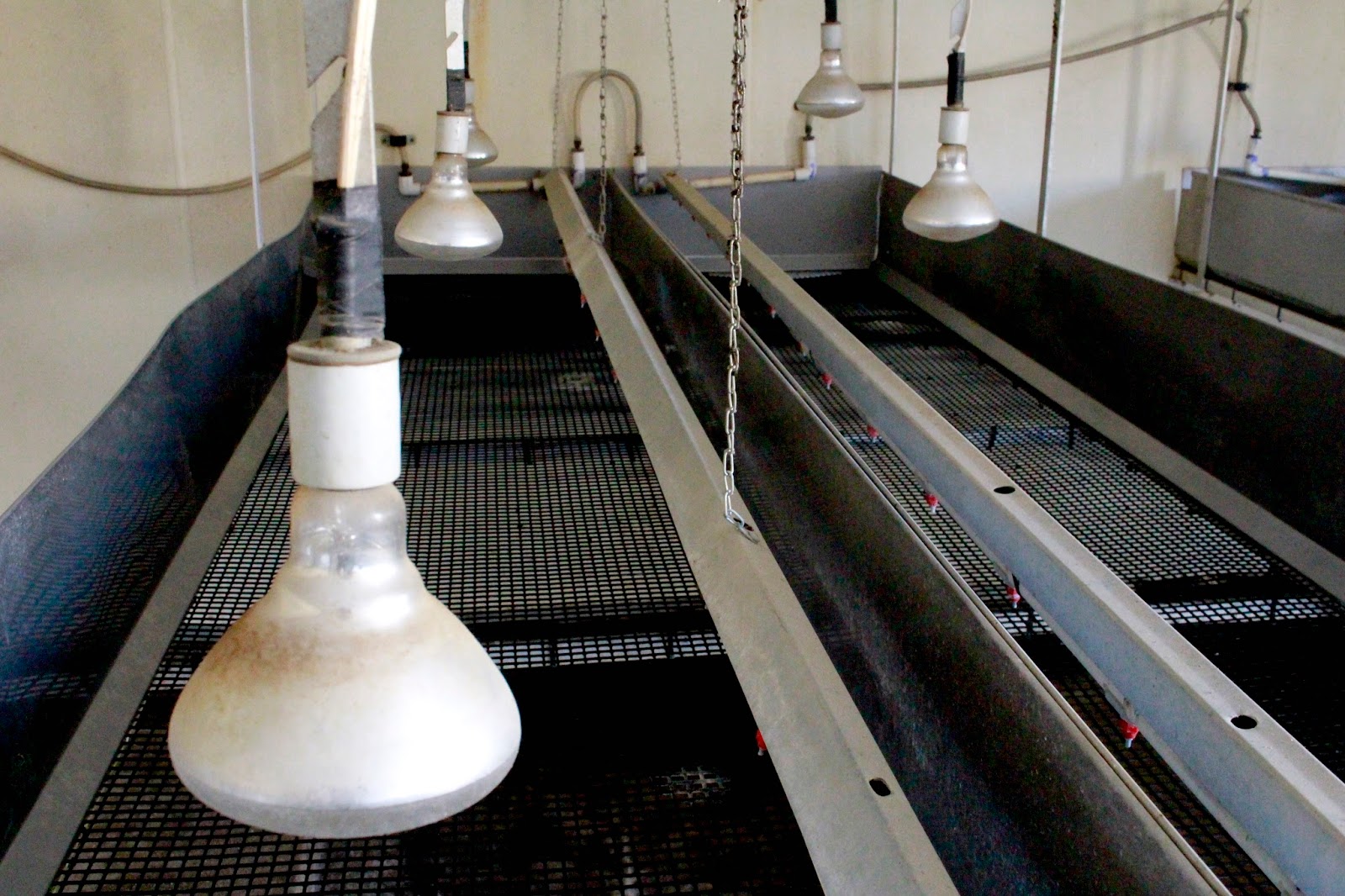 Metzer Farms Duck and Goose Blog Getting Ready for Your Ducklings and