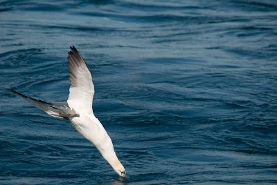 Mascarell (Morus bassanus) Foto: Àngel Pérez