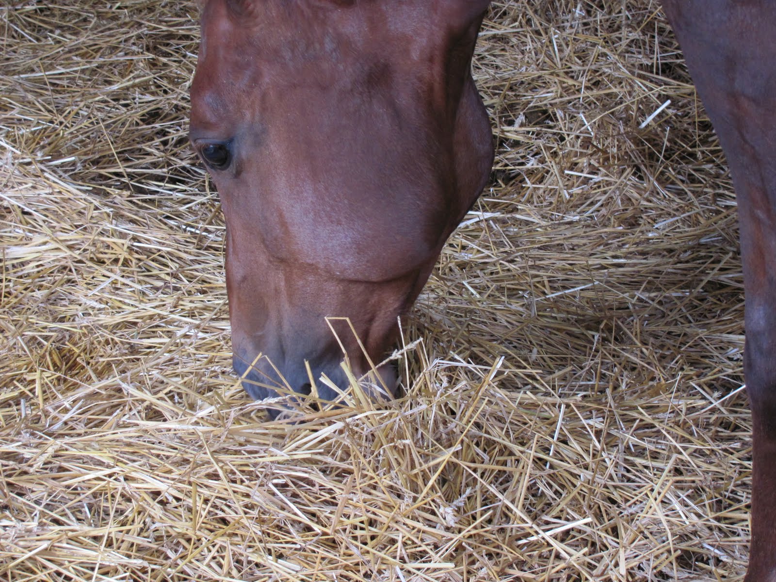 Mikó Stroh Pferdeeinstreu Why is Wheat Straw the best for a horse bedding?