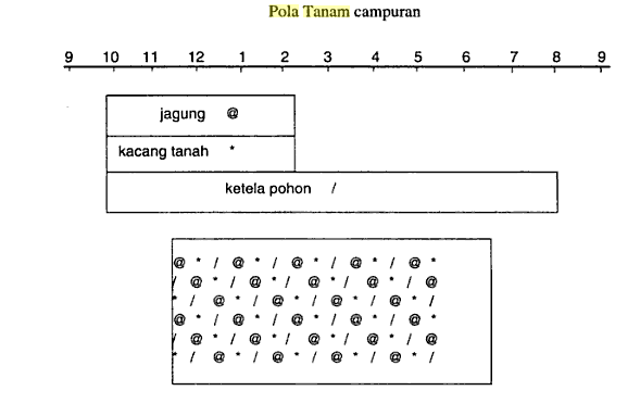 pola tanam kacang tanah pola tanam kacang tanah
