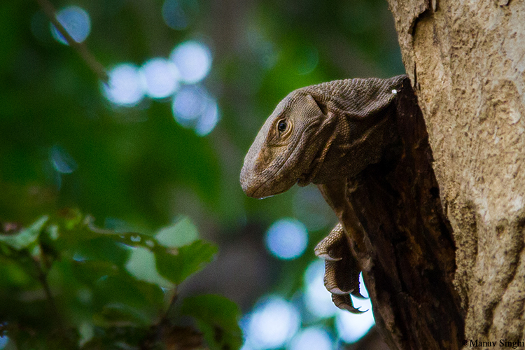 monitor lizard Keoladeo Ghana National Park