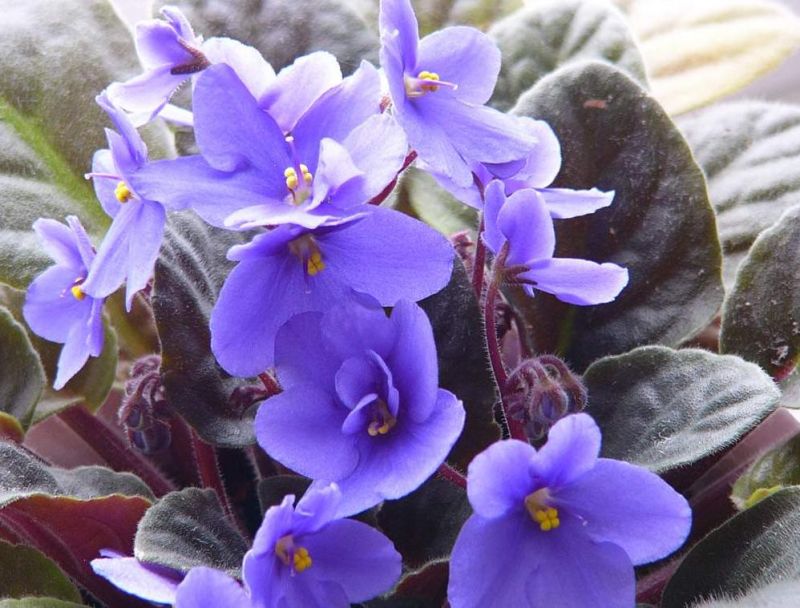 Ev çiçekleri bize nasıl zarar verebilirler? Bilmen Gereken Son Şey