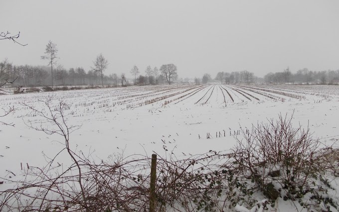 Maisveld bedekt met laag sneeuw