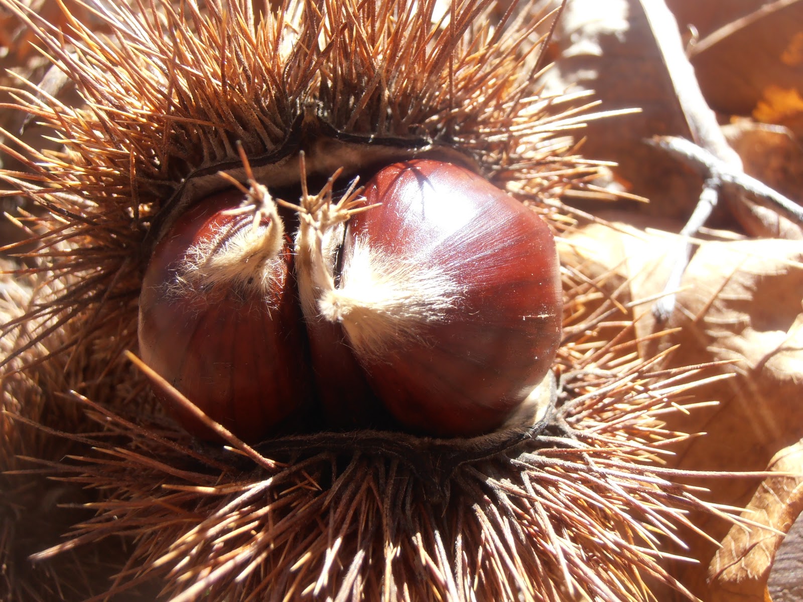 Entre plantas y bichos: Castanea sativa (castaño)