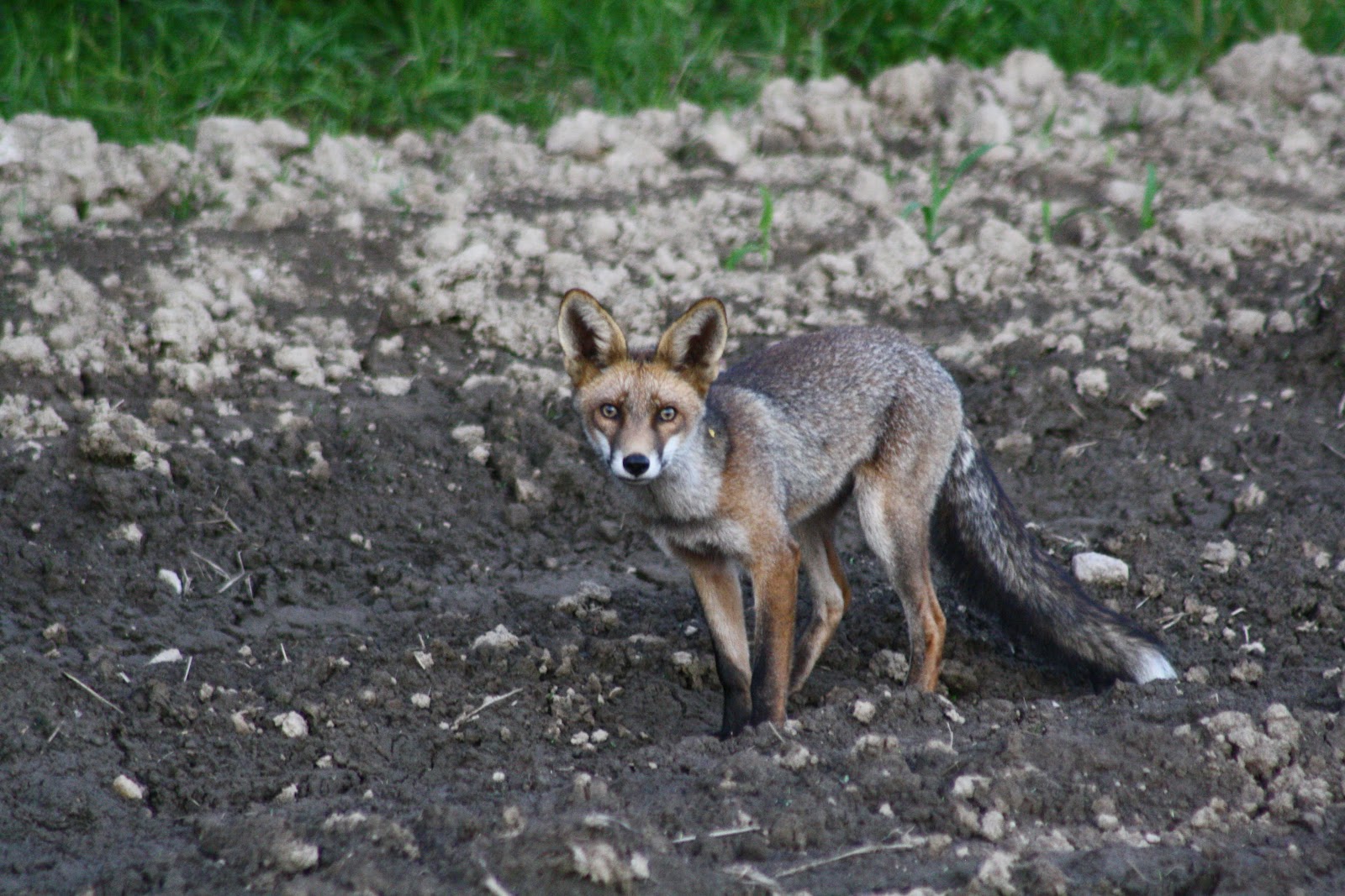 FAUNA E FLORA DO MINHO