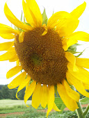 Sunflowers watch over the garden!!