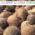 'கவர்மென்ட் தேங்காய்' 65 ரூபாய்க்கு.