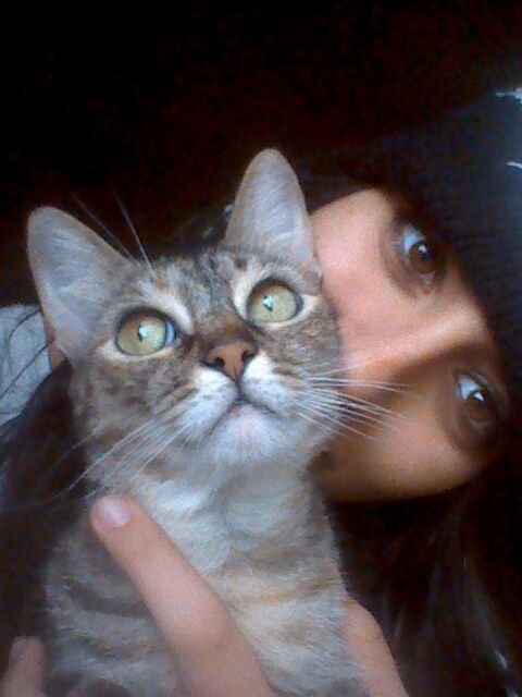 viajar-con-mascotas-hoteles-admiten-gatos