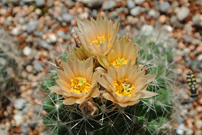 Flowering Escobaria missouriensis (Mesa County, Colorado; SB204)