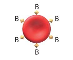 فصيلة إذا دمه سير يمكن نقل تنقل b الامر في أصيب الدم دم التي أن شخص فصيلة إليه،فمانوع إليه؟ ،فتطلب حادث أثناء لماذا يستطيع