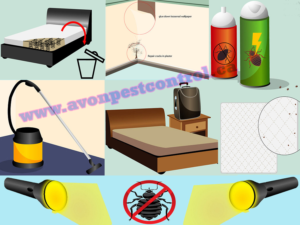 Bed Bugs Pest Control Canada Companies, Bed bug Exterminator Services