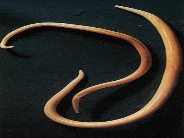 are nematodes segmented