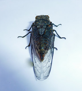 Eugene, Oregon, summer, cicada