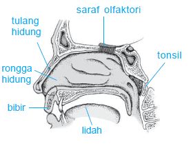 Sistem Organ dan Alat Pernapasan (Respirasi) Pada Manusia