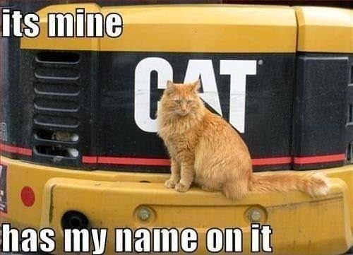 Top-12-Funny-Cat-Meme-Pictures-4.jpg