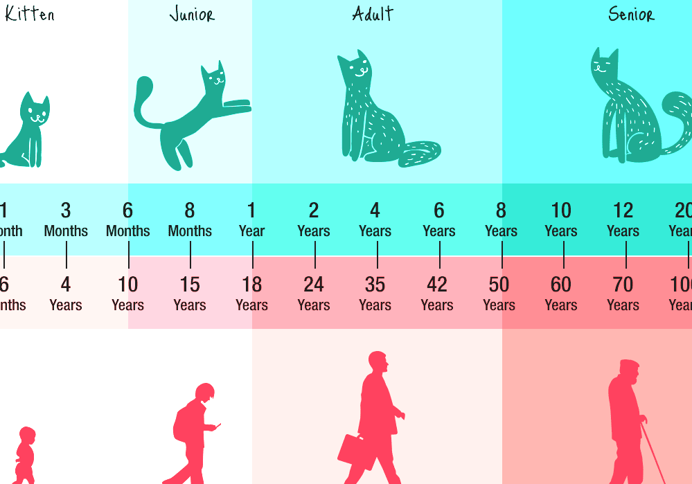 How Old Is A Cat When It Can Be Neutered