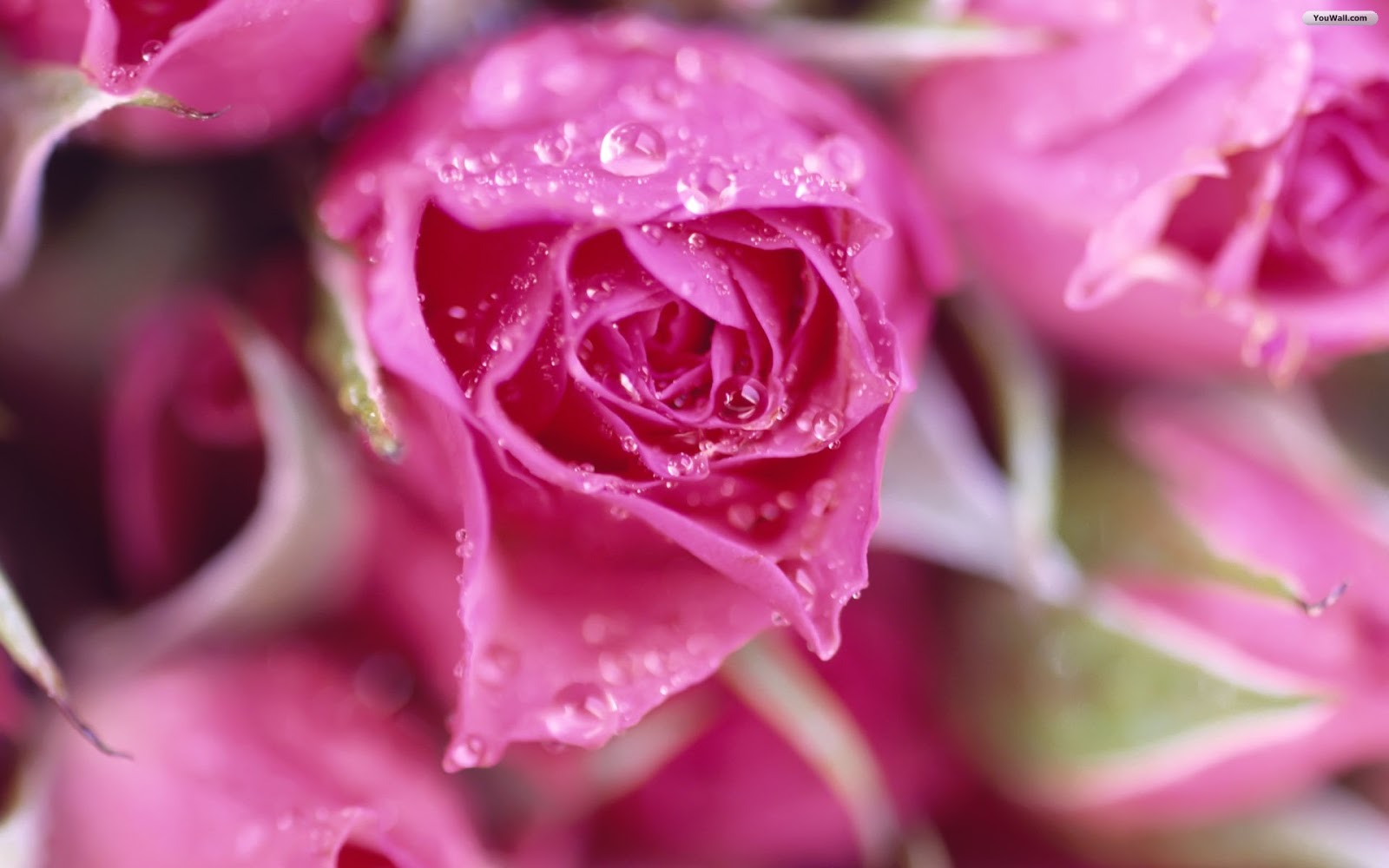Natural HD Wallpaper: pink rose meaning | pink roses | pink rose