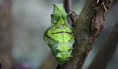 Kepompong kupu - kupu metamorfosis sempurna - berbagaireviews.com
