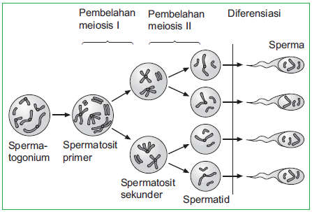 Proses Spermatogenesis dan Oogenesis | Pengertian (Gametogenesis)
