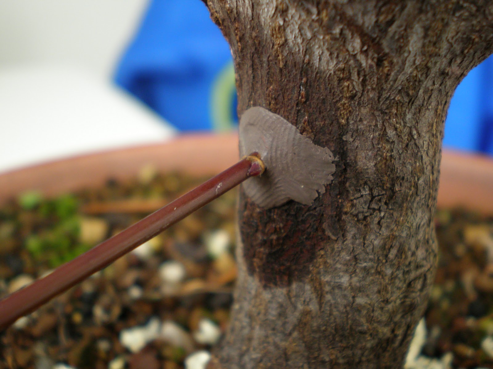 CYD: Ingerto en arce palmatum