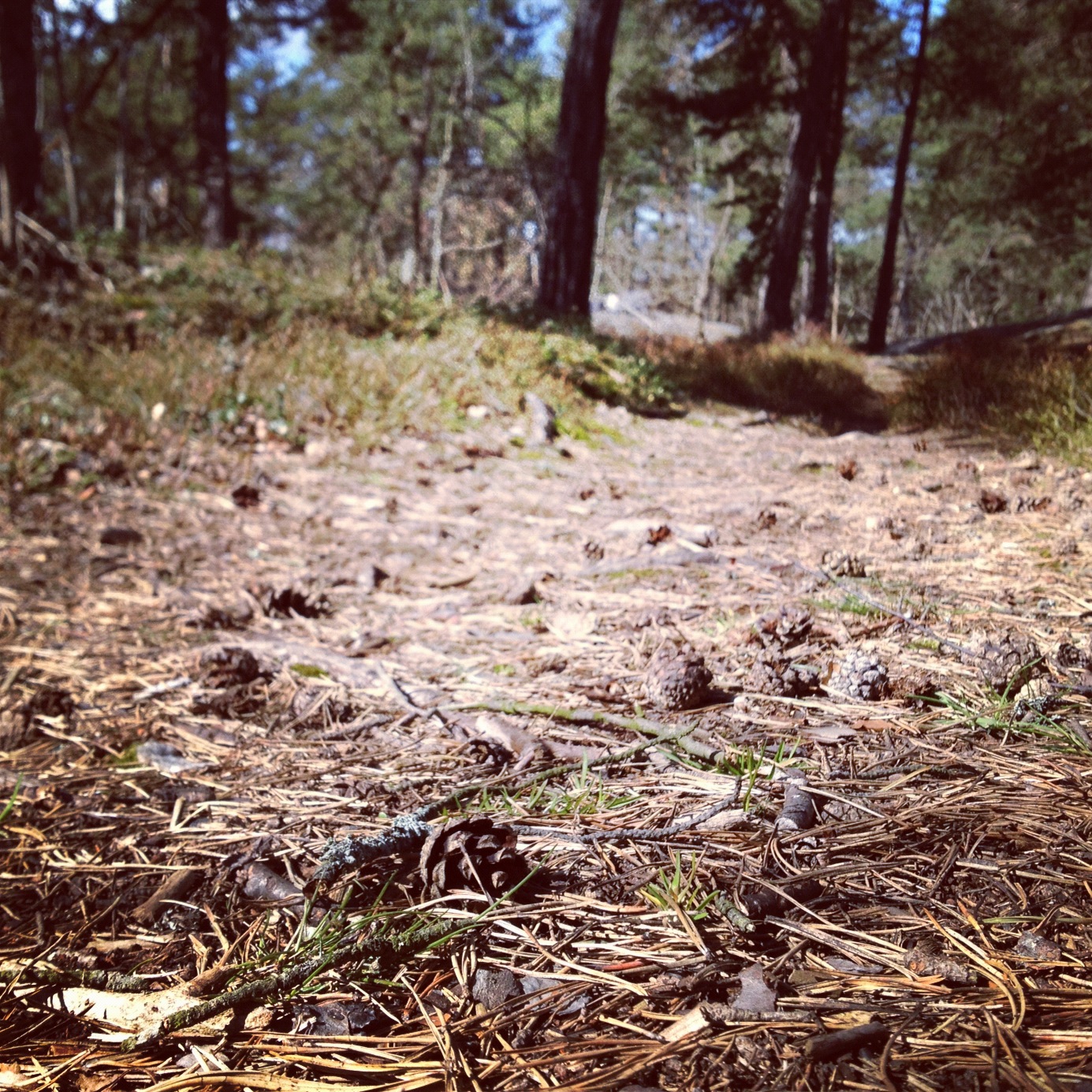 biomimicry KTH Interesting facts about Pine Needles!