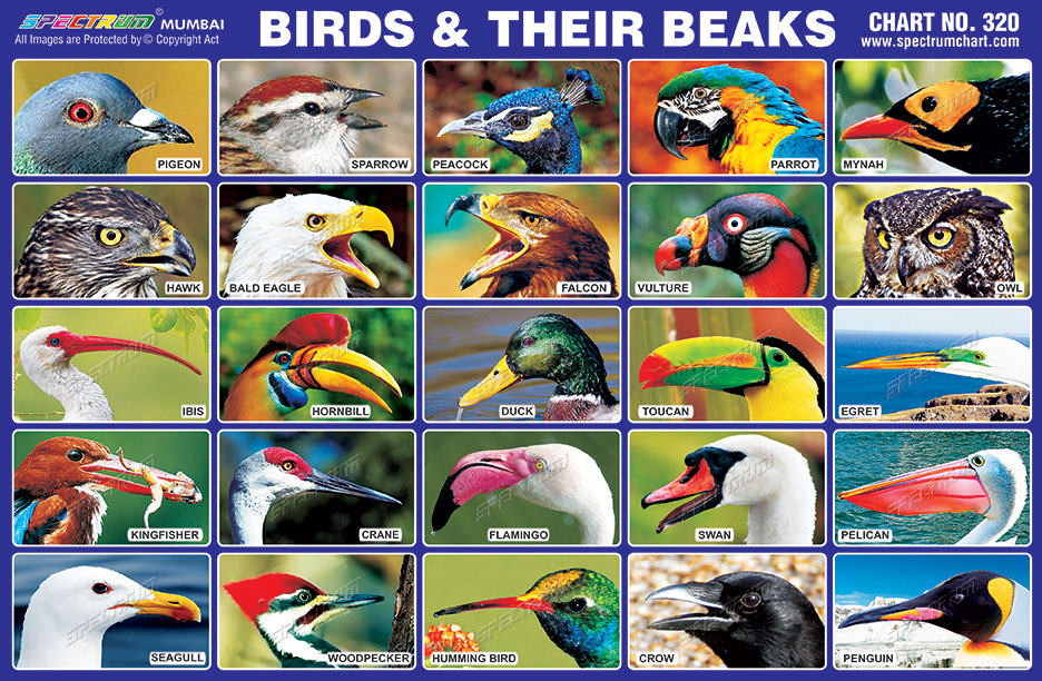 Bird Beak Types Diagram