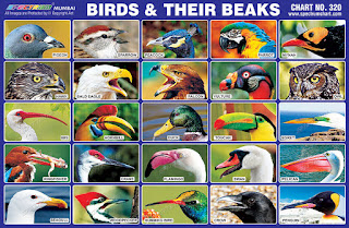 Birds & Their Beaks Chart