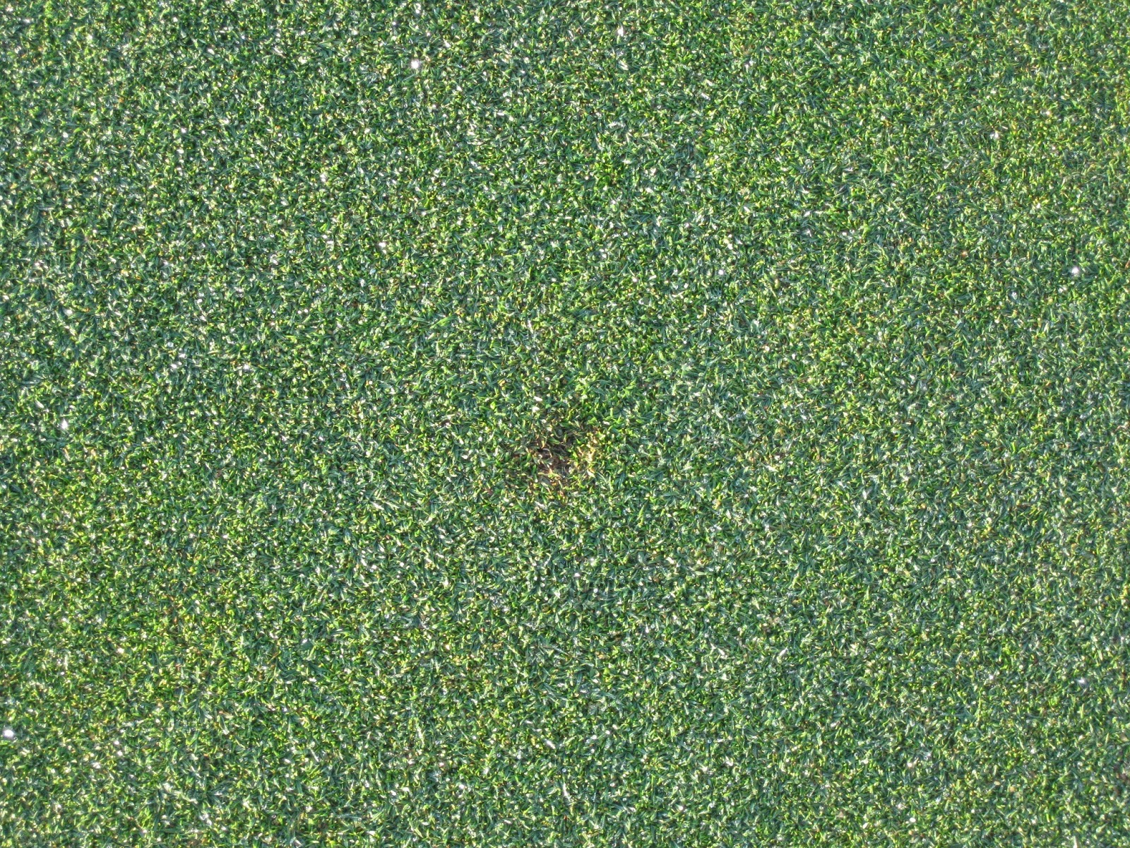 TCCC Grounds Blog Ball Marks on Greens and Rolling