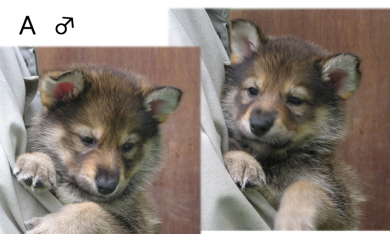 ウルフドッグ yamatoパック ウルフドッグ子犬たち 元気です ウルフドッグ yamatoパック ウルフドッグ子犬たち 元気です
