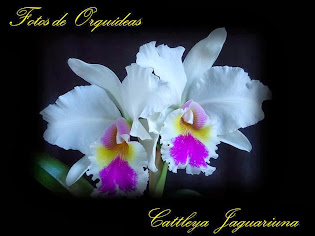 Fotos de orquídeas. Album nº-2