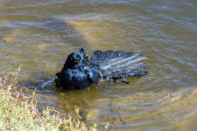 Great-tailed Grackle bath