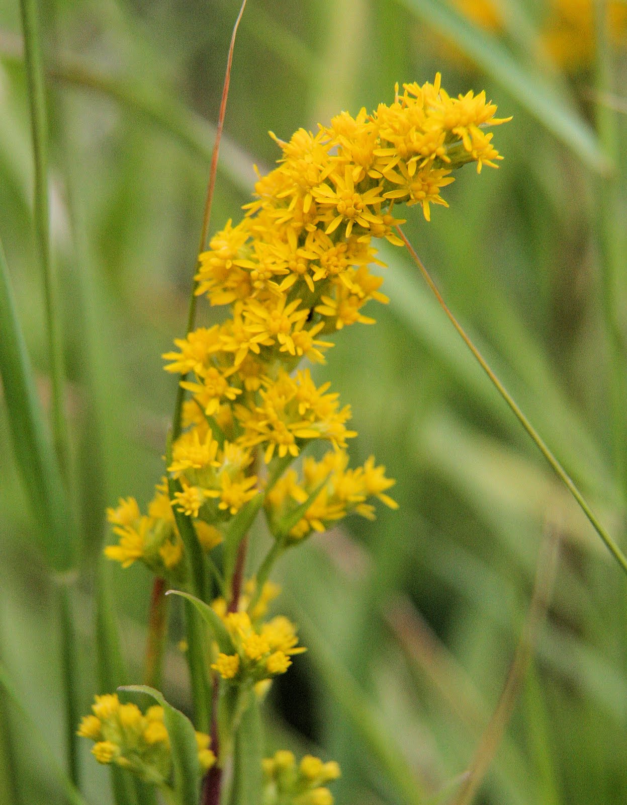 Birding with Flowers Final Brownfield Special