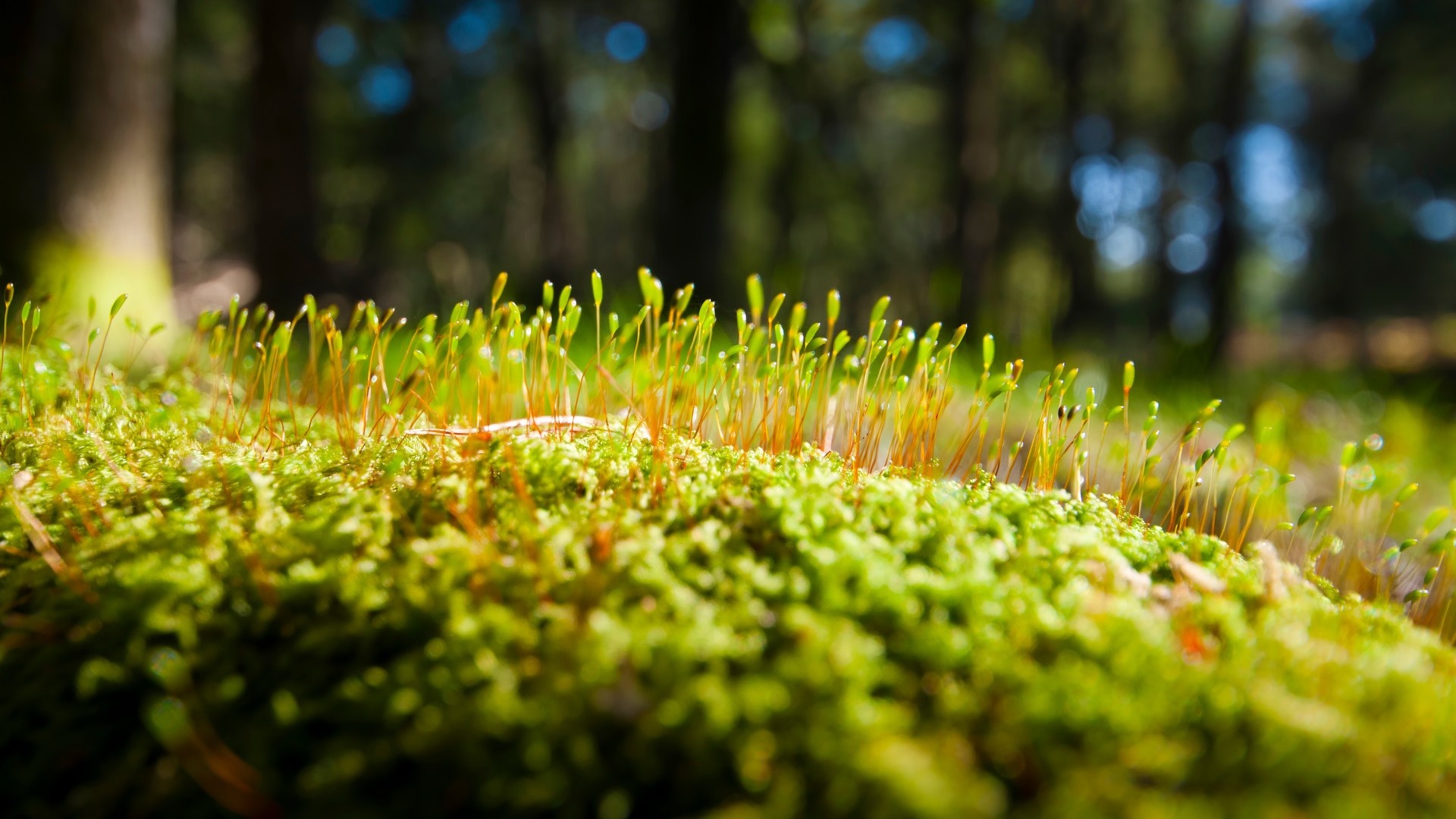 moss download moss download