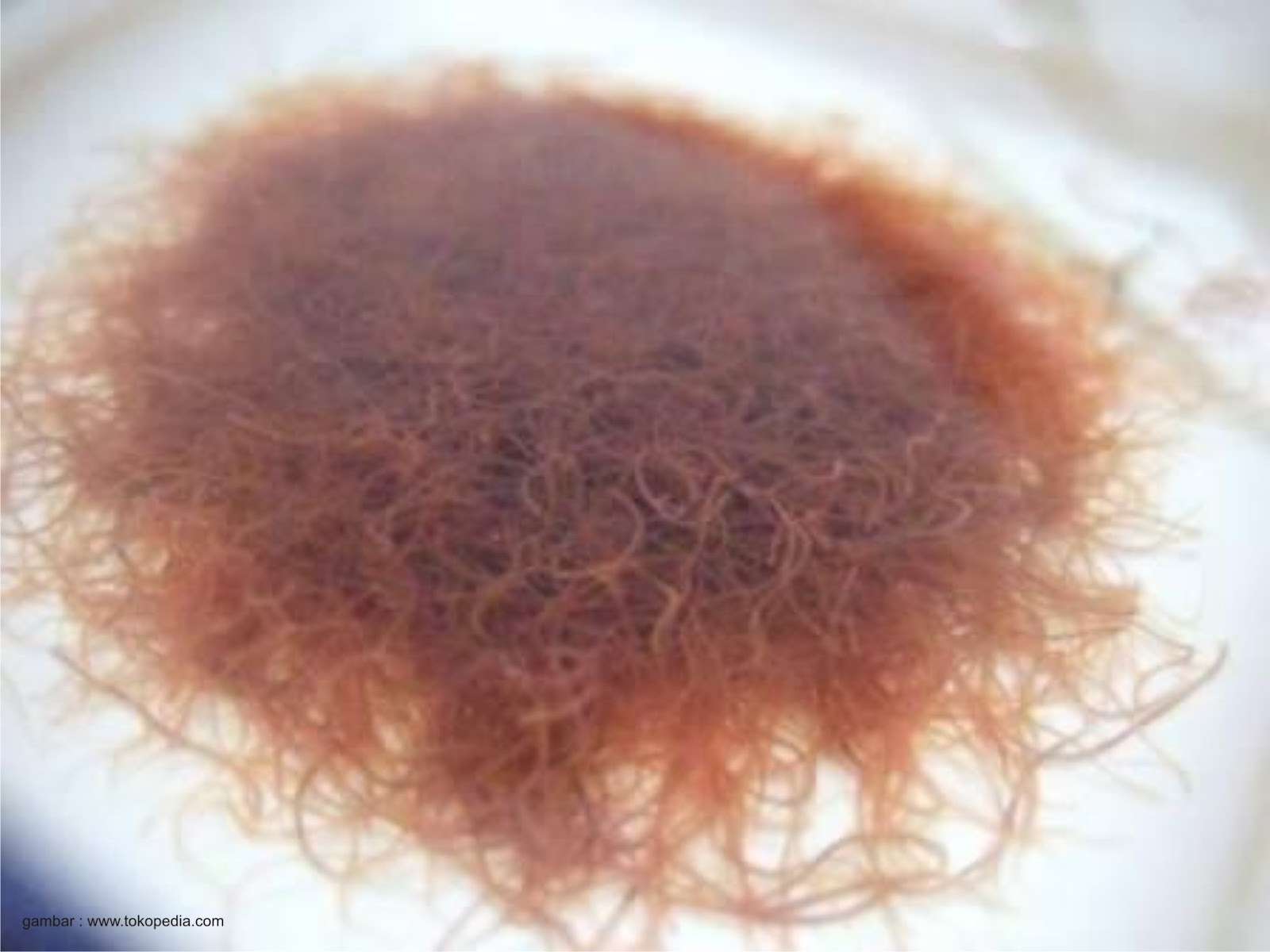 мотыль коретра. живой корм для рыб. коретра личинки. живой корм для рыб коретра. корм для рыбок.