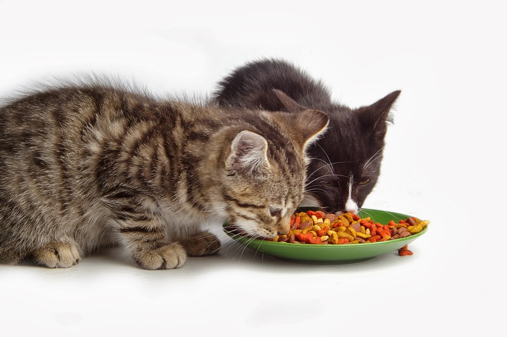 The Top Cat Foods – Orijen Dry Adult Cat/Kitten Food | Fun Animals Wiki