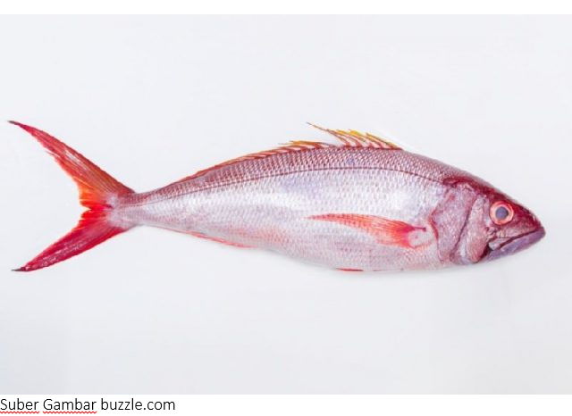 Nama Nama Ikan Laut Lengkap Dengan Gambar Pancing Kita Nama Nama Ikan Laut Lengkap Dengan Gambar Pancing Kita