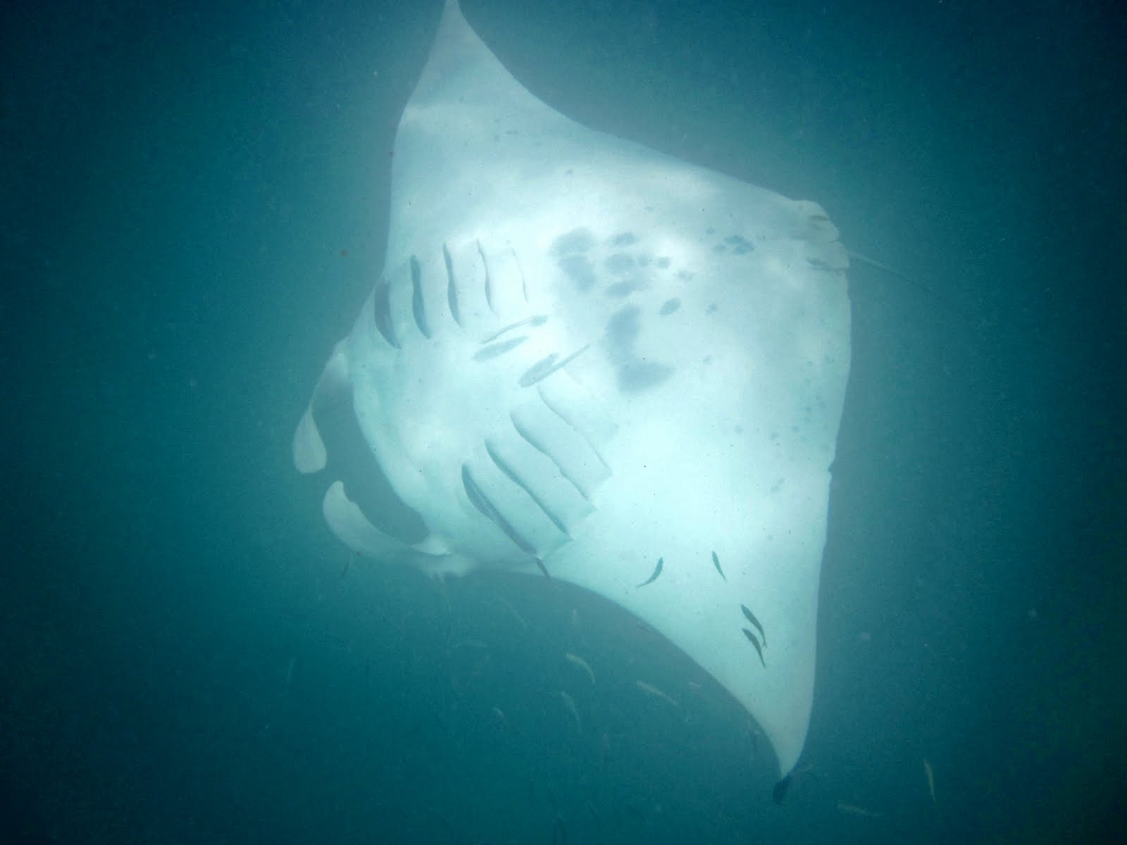 Tassie Twosome: Ningaloo Reef: Diving and Manta Rays